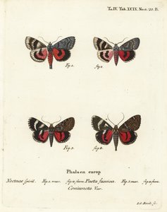 翅下の蛾、Catocala pactaとCatocala coniuncta。エウゲニウス・ヨハン・クリストフ・エスパーの『Die Schmetterlinge in Abbildungen nach der Natur』（エルランゲン）の後にヨハン・カール・ボックが描いた手彩色銅版画。 作： Johann Carl Bock