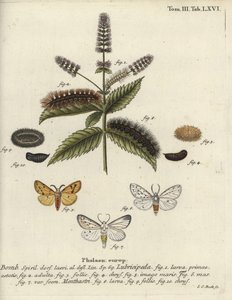 ホワイト・エルミン（Spilosoma lubricipeda）。 作： Johann Carl Bock