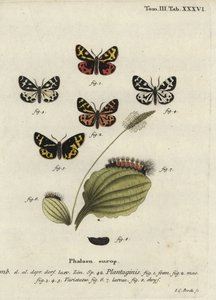 ウッドタイガーモス（Parasemia plantaginis）。