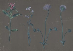 3 つの花の習作、1781 年。 作： Johann Christian August Birnbaum