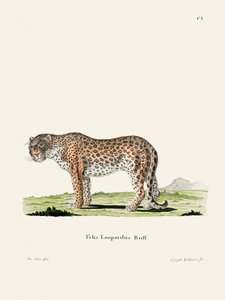 『Leopard』 ヨハン・アンドレアス・ヴァゲナー作 作： 
