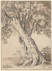 2 つの絡み合った樫の木 作： Johann Christian Reinhart