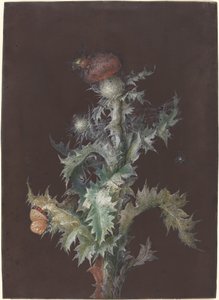 昆虫とアザミ、c。 1755年。 作： Johann Christoph Dietzsch