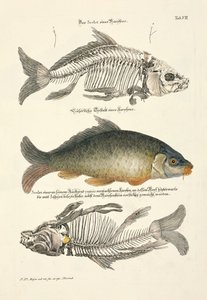 スケルトン・コイ 作： Johann Daniel Meyer