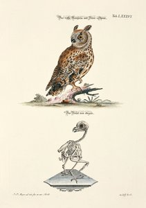 ミミズクとその骨格 作： Johann Daniel Meyer