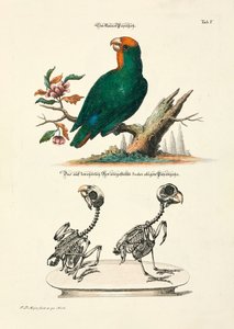 骸骨を持つ小型インコ 作： 