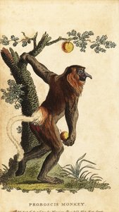 鼻の長いサル、鼻の幼虫。 絶滅危惧種。 ,1800年（刻印） 作： Johann Eberhard Ihle
