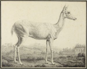  作： Johann Elias Ridinger