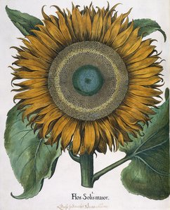 Flos Solis Maior、1613 作： Johann Ernst Rentsch