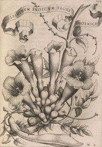 Gelsiminvm indicvm flore phoeniceo, 1633年。 作： Johann Friedrich Greuter