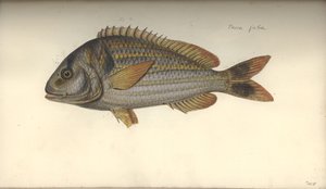 ペルカジュバ、1792年以前の紙