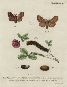 グラスエッガル、ラシオカンパ・トリフォリ。 作： Johann Georg Klinger