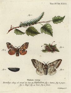 Kentish glory, Endromis versicolora.
