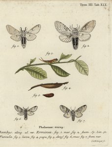 Lesser puss moth, Cerura erminea.