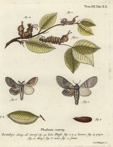 ロブスターモス（Stauropus fagi）。