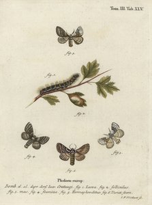 Pale oak eggar, Trichiura crataegi. 作： Johann Georg Klinger