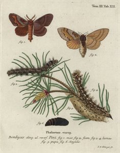 松の木のラペット、デンドロリムス・ピニ。 作： Johann Georg Klinger