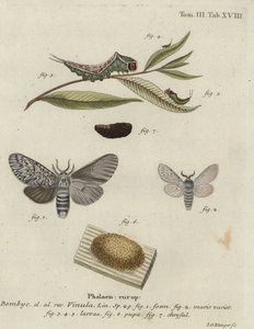Puss moth, Cerura vinula.