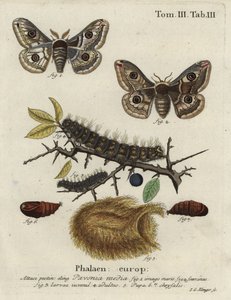 Sloe emperor moth, Saturnia spini. 作： Johann Georg Klinger
