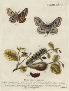 不明な画像 作： Johann Georg Klinger