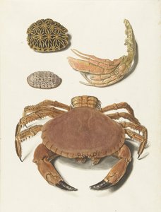 カニ、カニの爪、亀の甲羅 2 枚 作： Johann Gustav Hoch