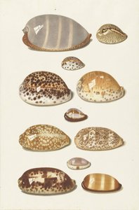 大小11個の熱帯産カウリーシェル 作： Johann Gustav Hoch
