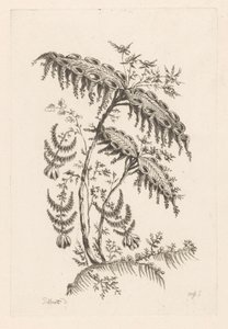 角のある葉 フルール・バロック（シリーズタイトル） 作： Johann Heinrich  Hess