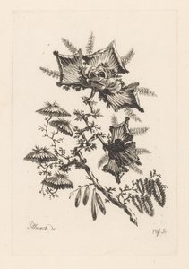 凧型の花 フルール・バロック（シリーズタイトル） 作： Johann Heinrich  Hess