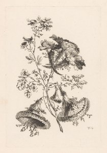 三角の花 フルール・バロック（シリーズタイトル） 作： Johann Heinrich  Hess