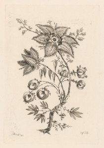 星形の花 フルール・バロック（シリーズタイトル）