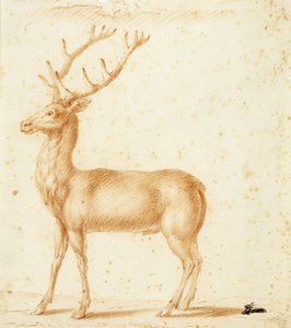 クワガタ、17世紀（紙に赤いチョーク） 作： Johann Heinrich Roos