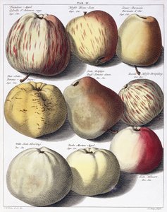 さまざまなリンゴ、1758年 作： Johann Hermann Knoop