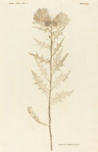 アザミ披針形 作： Johann Hieronymus Kniphof