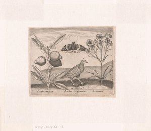 風景の中に花や動物を描いた版画シリーズ レモンの木、ウズラ、スピードウェルのある風景 動植物と花のある風景（連載タイトル） 作： Johann Hogenberg