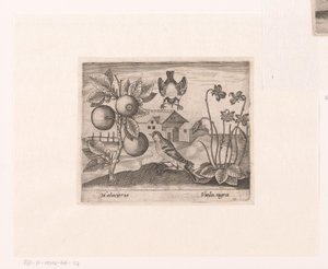 風景の中に花や動物を描いた版画シリーズ 柑橘類、鳥、スミレのある風景 動植物と花のある風景（連載タイトル） 作： Johann Hogenberg