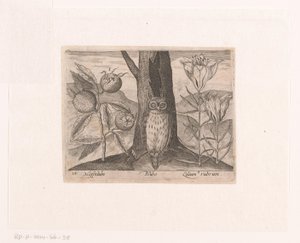 風景の中に花や動物を描いた版画シリーズ ビワ、ユリ、フクロウのいる風景 動植物と花のある風景（連載タイトル） 作： Johann Hogenberg