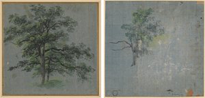 2 本の木 (右) 木の研究 (裏面) 作： Johann Jacob Dorner