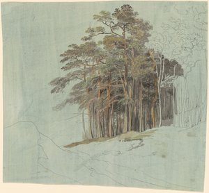 松の木の研究 作： Johann Jakob Dorner the younger