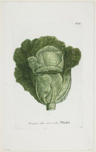 白または緑のキャベツ、Phytanthoza Iconographia、1735-45 作： Johann Jakob Haid