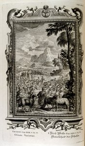 羊の聖書の品種 作： Johann Jakob Scheuchzer