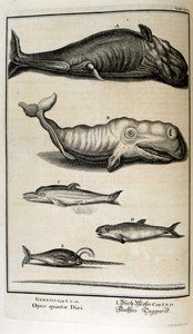 スイスの学者による「Physica Sacra」の銅版画。 ヨハン・ヤコブ・ショイツァー 作： Johann Jakob Scheuchzer