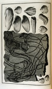 化石化した骨は、聖書の大洪水によって破壊された動物を表しています 作： Johann Jakob Scheuchzer