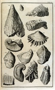聖書の大洪水によって破壊された動物を表す貝殻の化石化した残骸 作： Johann Jakob Scheuchzer