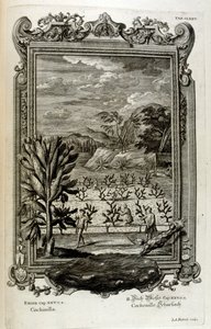 サボテンの栽培 作： Johann Jakob Scheuchzer