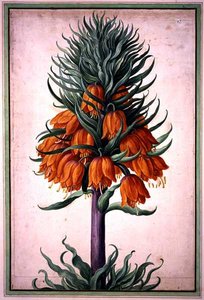 Fritillaria imperialis（クラウンインペリアル）プレート25（Nassau Florilegiumより）（水彩・紙 作： Johann Jakob Walther