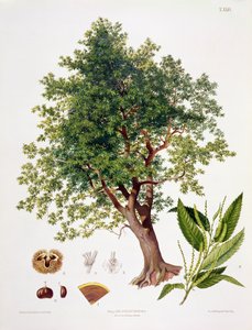 A.ハースによって刻まれた甘い栗 作： Johann Kautsky