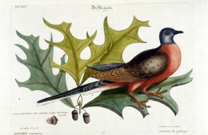 現在は絶滅している渡り鳥の鳩。動物園、セリグマン1749 作： Johann Michael Seligmann