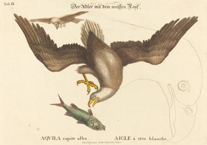 白頭ワシ (Falco leucocephalus) 作： Johann Michael Seligmann after Mark Catesby