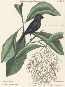 リトル ブラック ウソ (Rubicilla minor nigra) 作： Johann Michael Seligmann after Mark Catesby