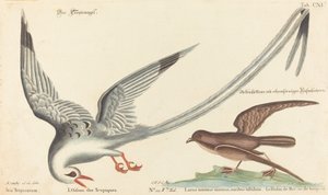 熱帯の鳥 (Phaeton aethereus) 作： Johann Michael Seligmann after Mark Catesby